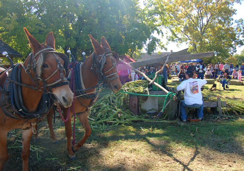 Sorghum festival food